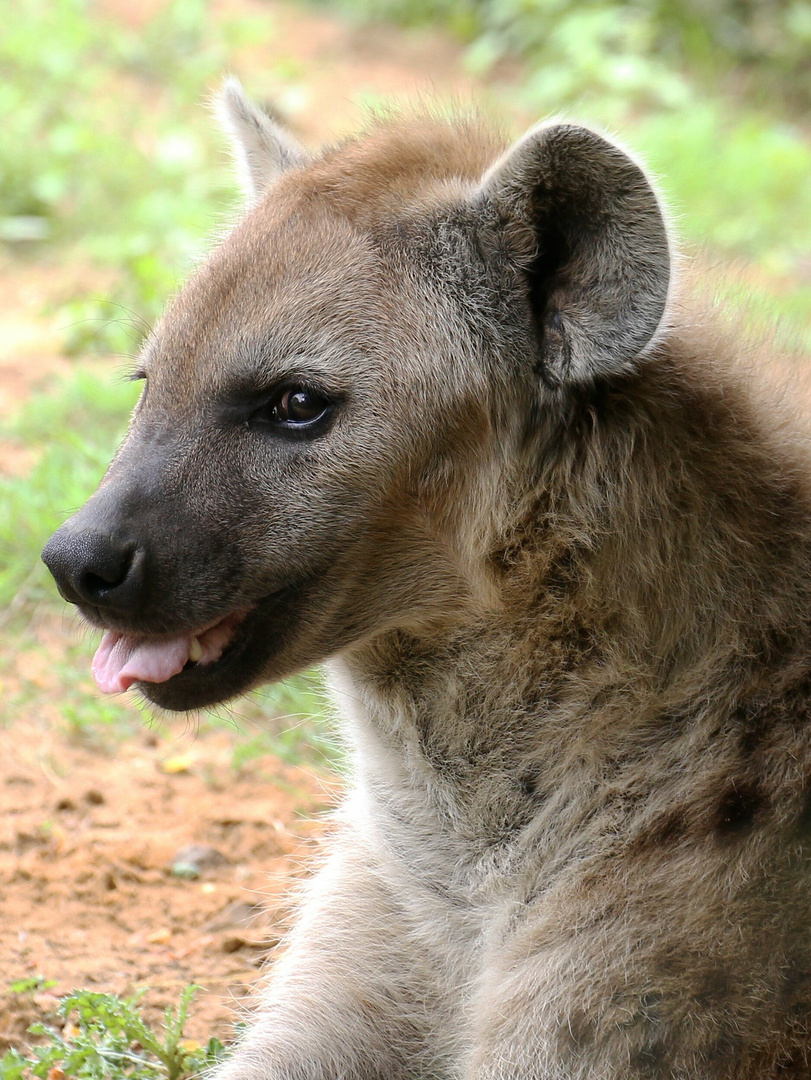 Lubaya