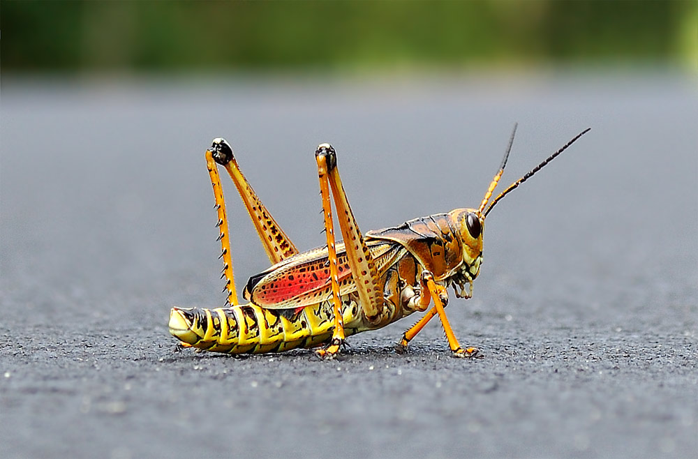 lubber grasshopper (Romalea guttata)