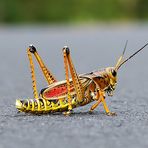 lubber grasshopper (Romalea guttata)