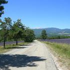 Luberon - Lavendel & Mont Ventoux