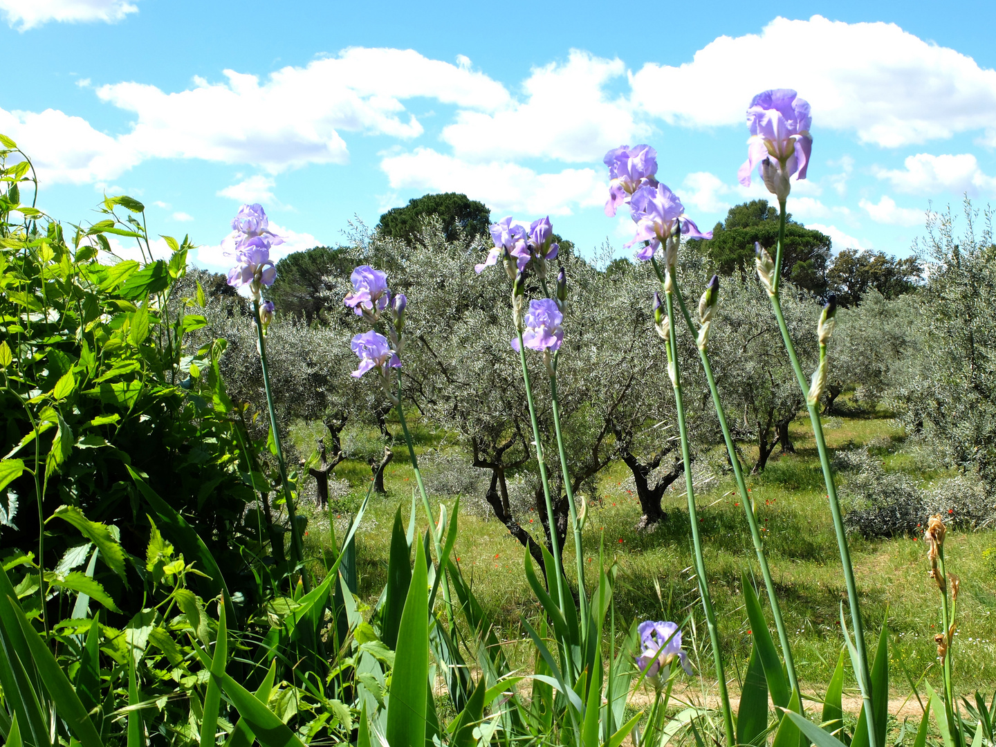 Luberon, simplement...