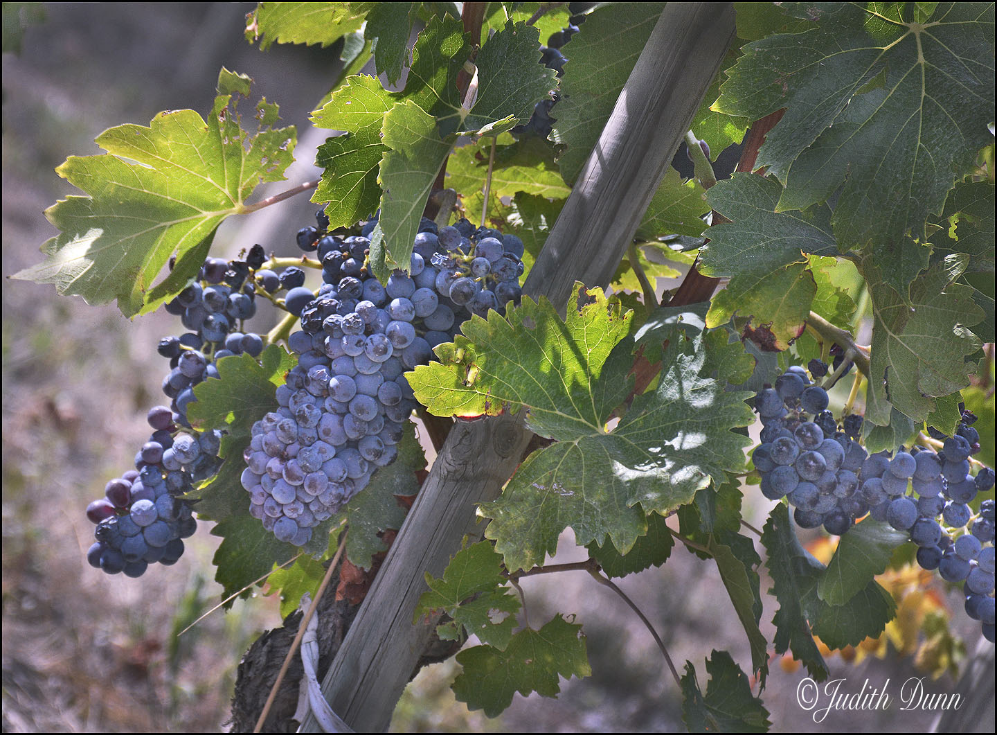 Luberon Valley.....