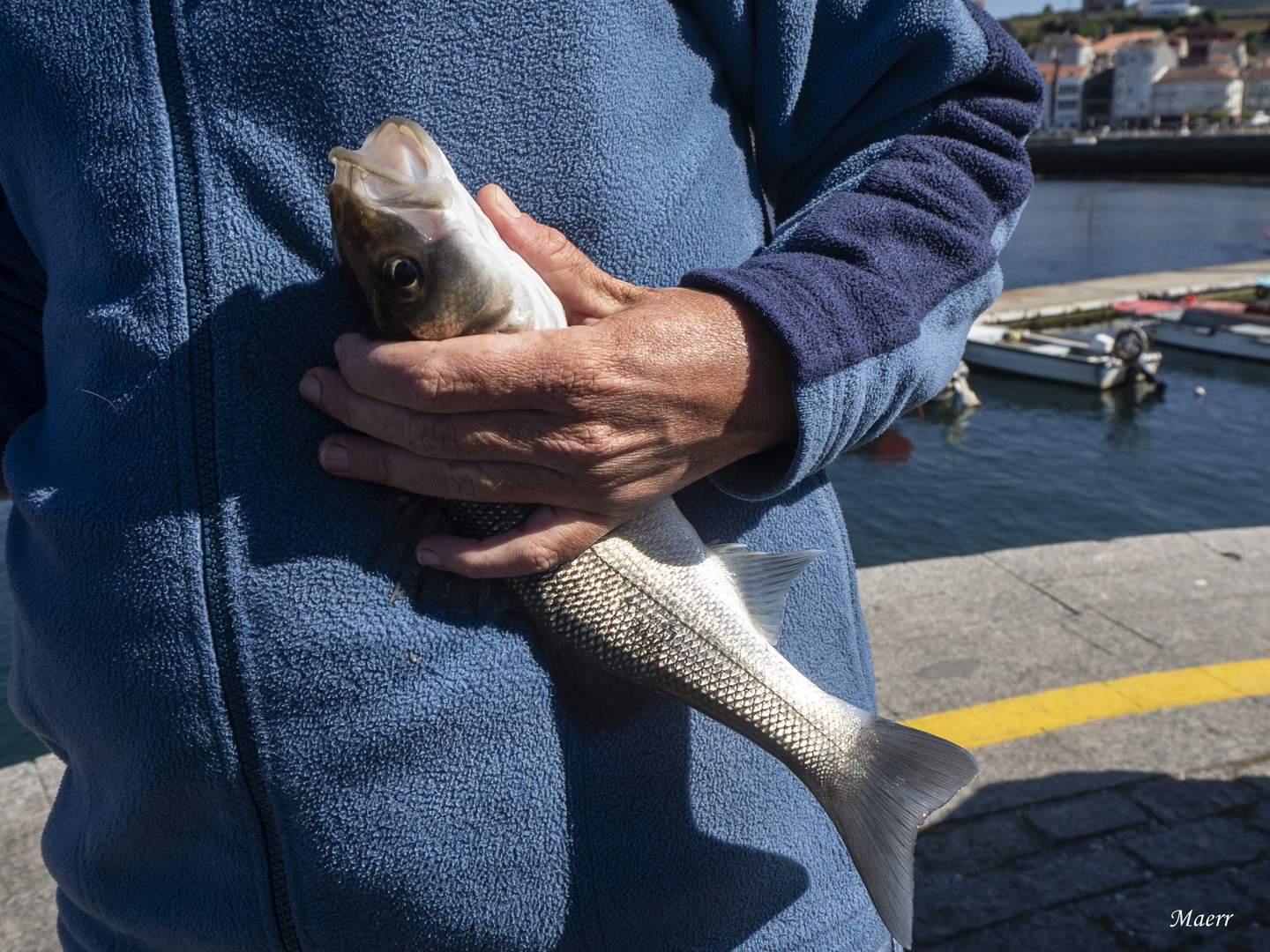 Lubina salbaje recien pescada.