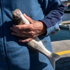 Lubina salbaje recien pescada.