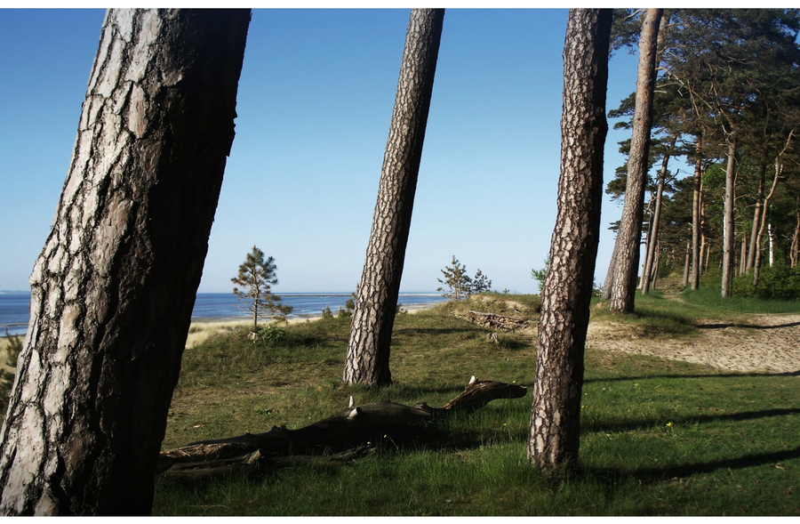 Lubminer Heide bei Greifswald