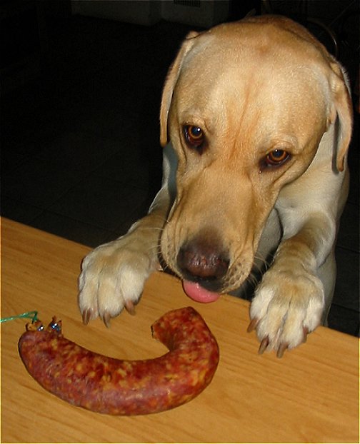 Luca - ein Labrador auf Abwegen...