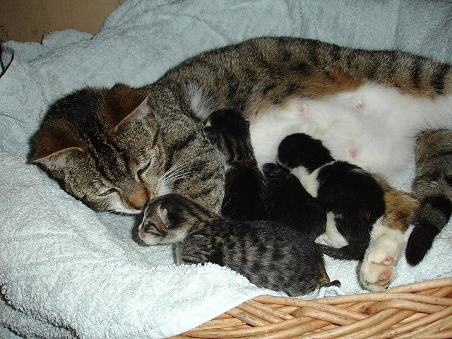 Luca mit ihren 4 Jungen, hier sind sie gerade ein paar Stunden alt. :-)