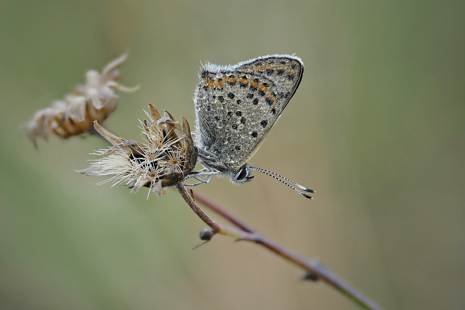 Lucaenidae