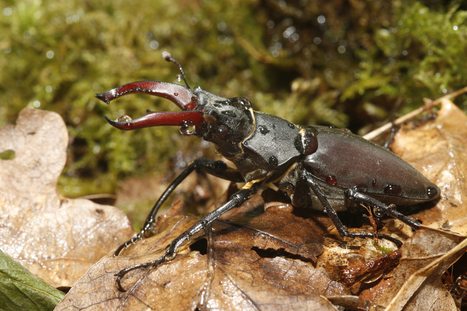 Lucane . Cerfvolant photo et image  macro nature, macro insectes