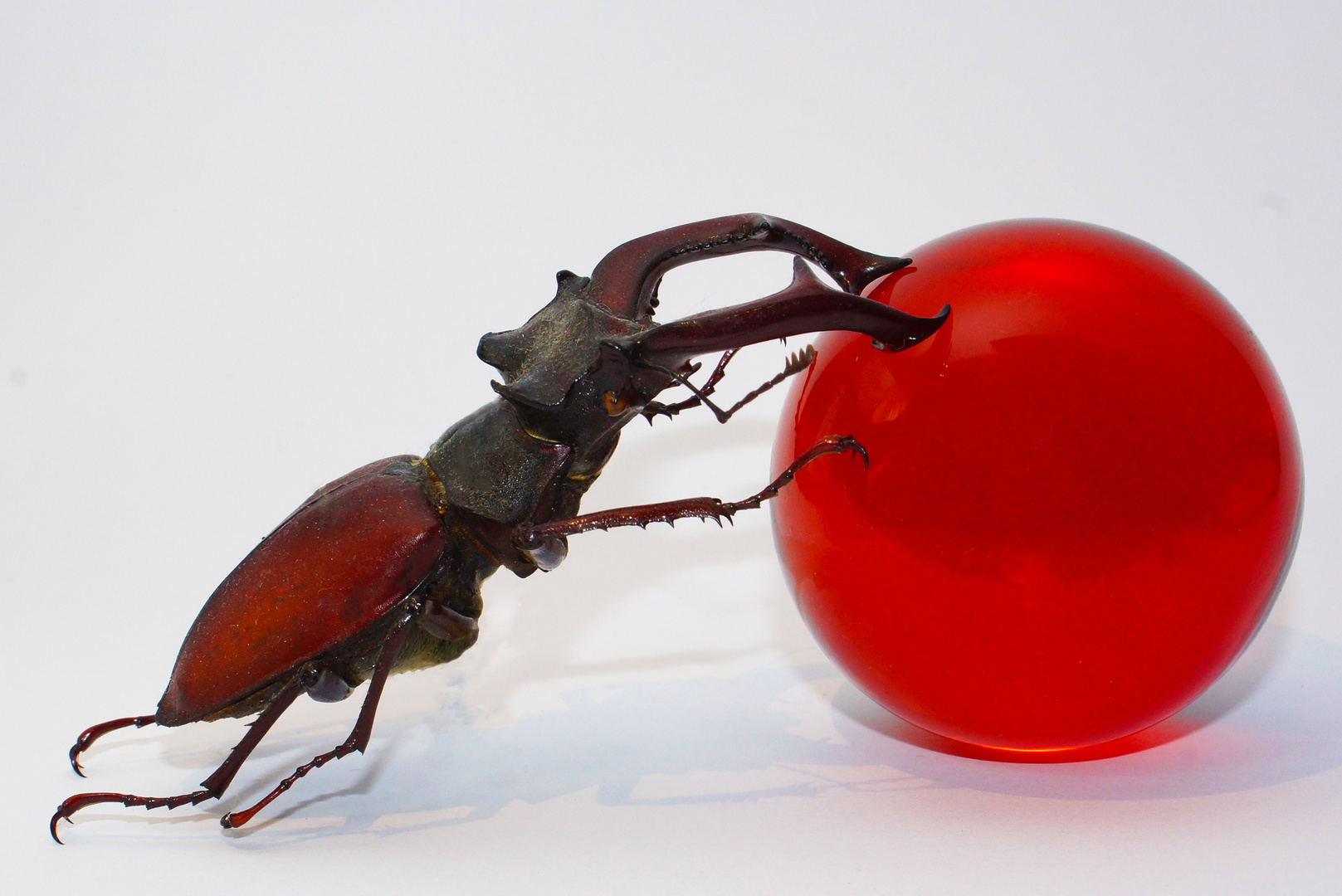 Lucanus