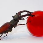 Lucanus