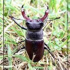 Lucanus cervus.