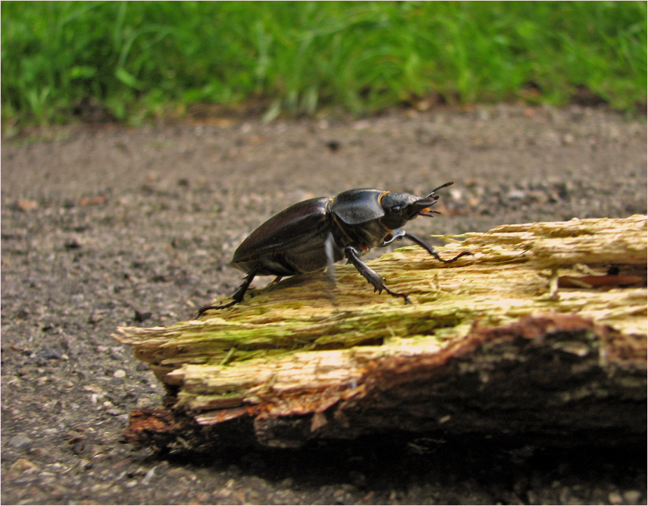 Lucanus cervus