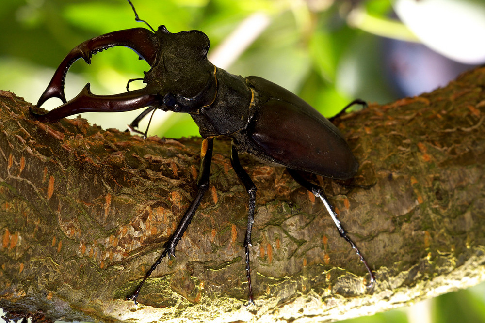 Lucanus cervus