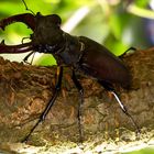 Lucanus cervus