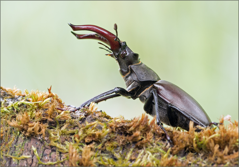 Lucanus cervus ...