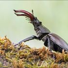 Lucanus cervus ...