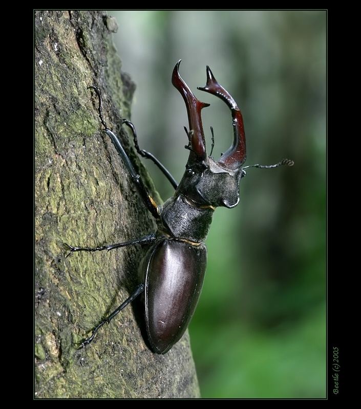 Lucanus cervus