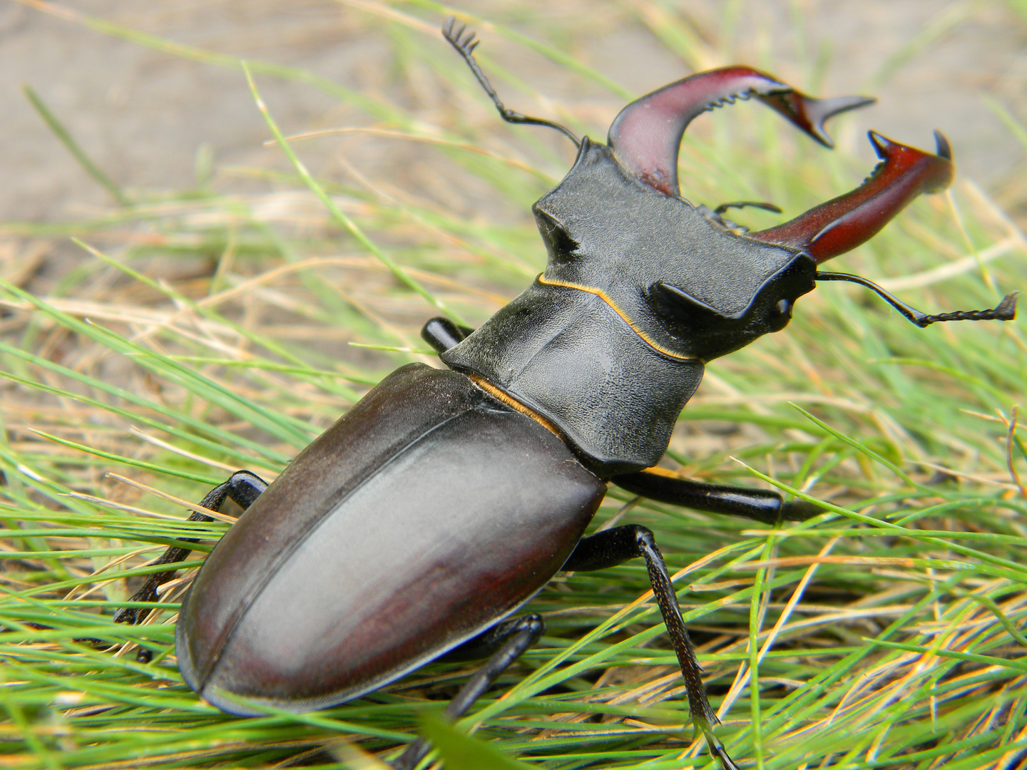 Lucanus cervus