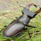 Lucanus cervus