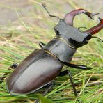 Lucanus cervus