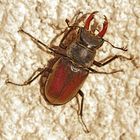 ~ Lucanus cervus ~