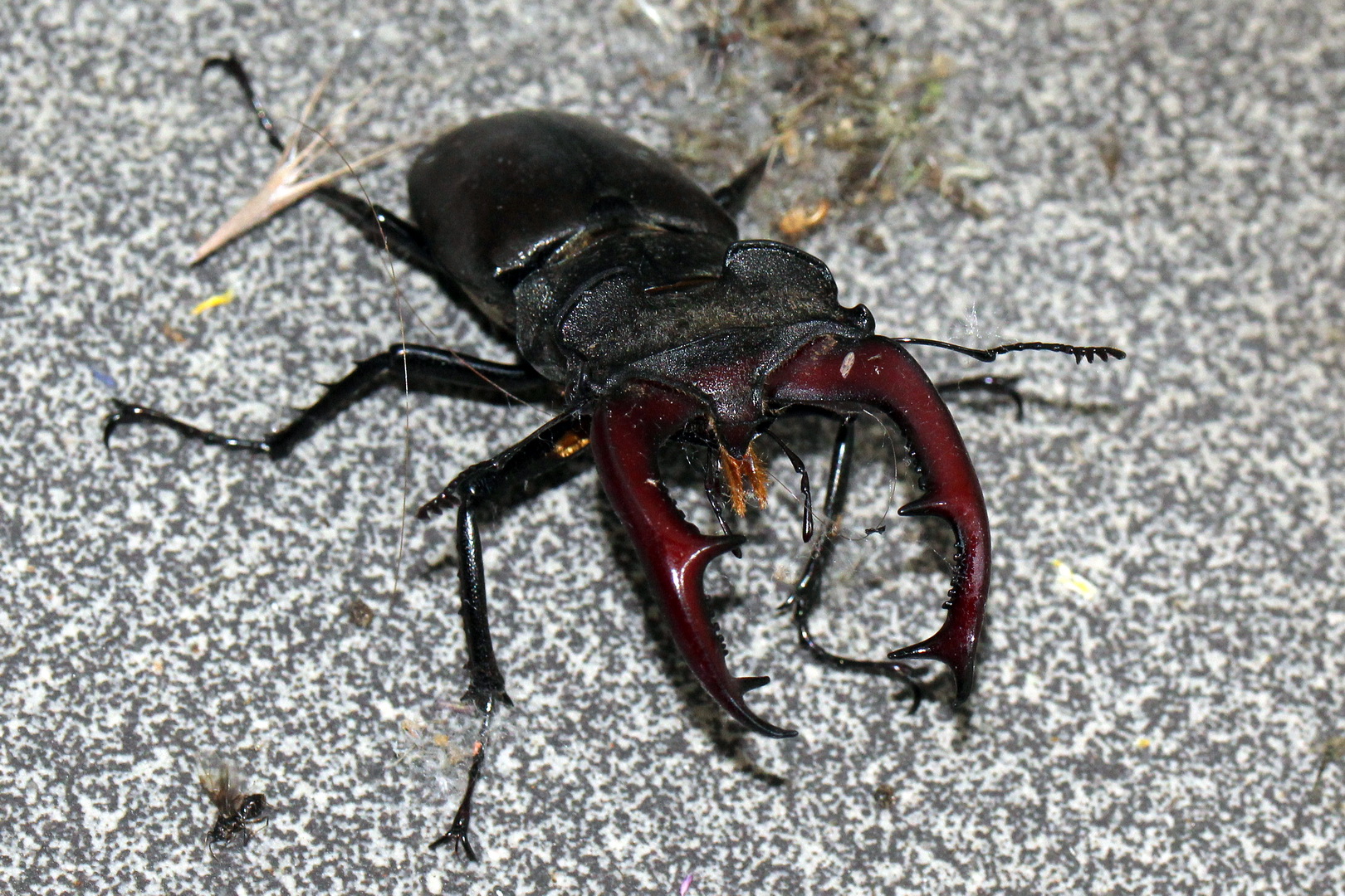 Lucanus cervus