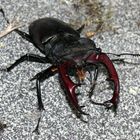 Lucanus cervus