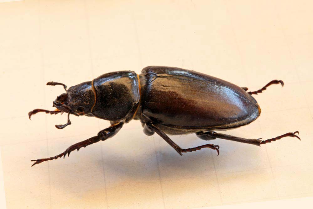 Lucanus cervus (F)