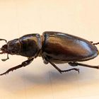 Lucanus cervus (F)