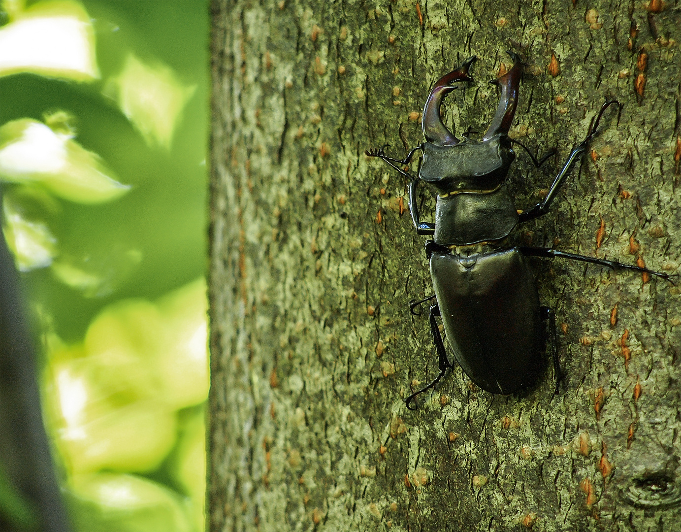 Lucanus cervus (Hirschkäfer)