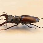 Lucanus cervus (M)