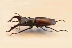 Lucanus cervus (M)