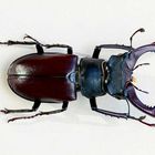 Lucanus cervus (M)