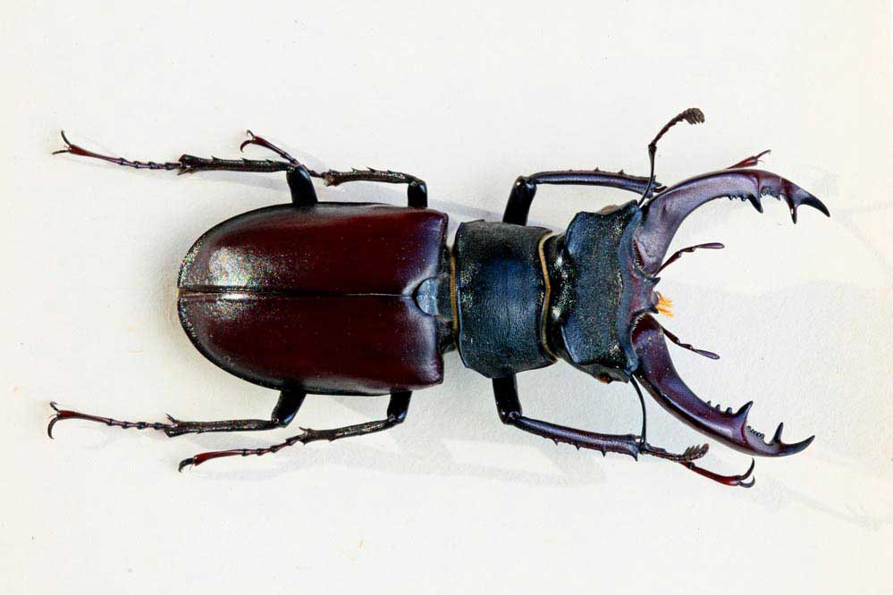 Lucanus cervus (M)