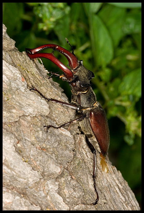 Lucanus cervus - male