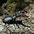 Lucanus cervus (male)