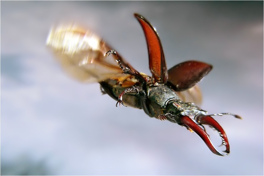 Lucanus kommt Foto & Bild tiere, wildlife, insekten Bilder auf