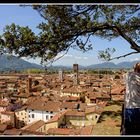 Lucca - Blick vom Torre Guinigi