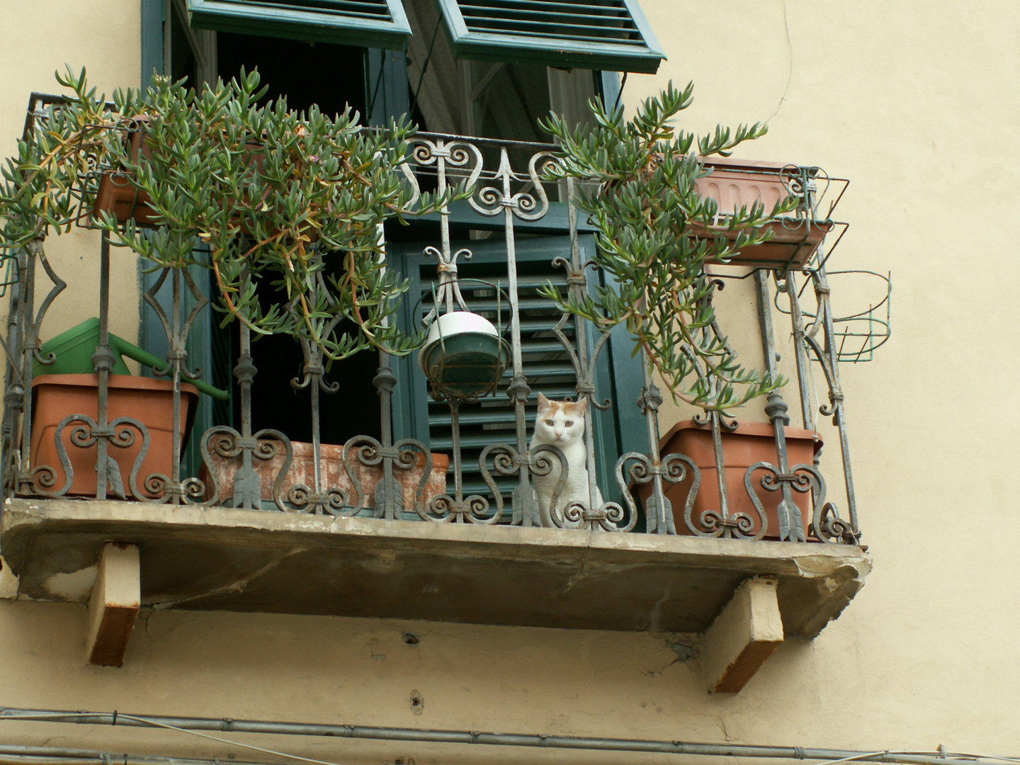 lucca chat sur le balcon