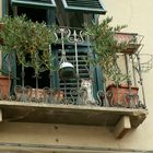 lucca chat sur le balcon