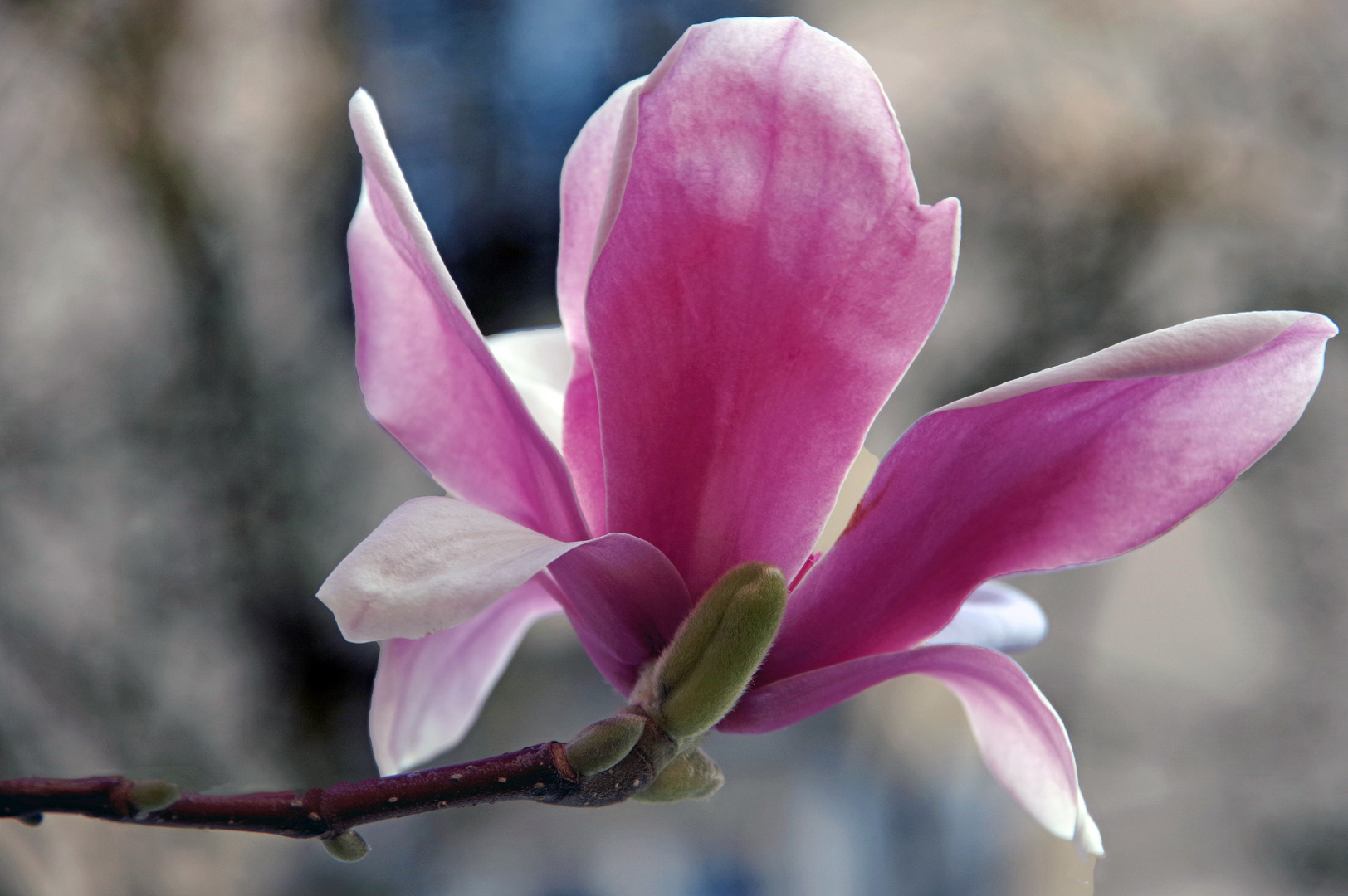 lucca  est en fleurs!!