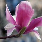 lucca  est en fleurs!!