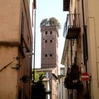 Lucca - Torre Guinigi ...