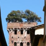 Lucca (Toskana) - Torre Guinigi