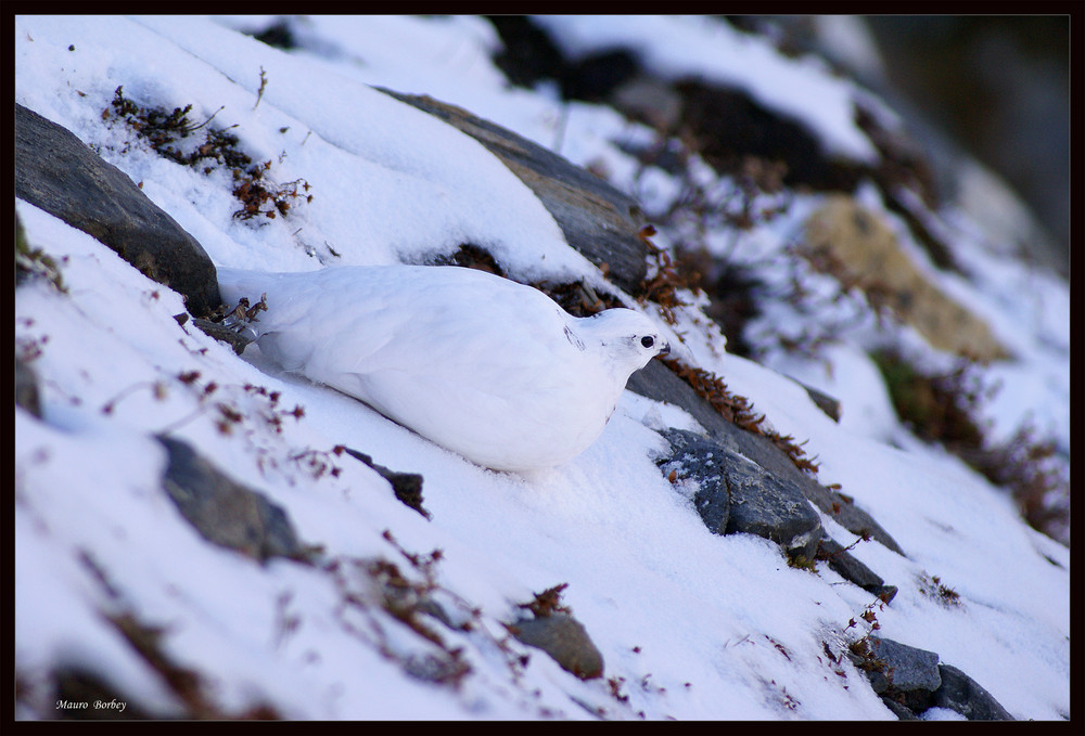 L'uccello della neve...