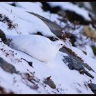 L'uccello della neve...