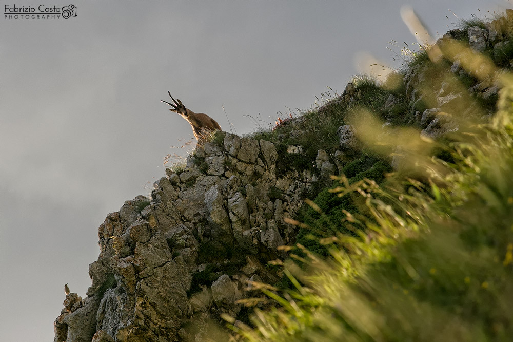 L'uccello lo guarda mentre lui mi guarda e io lo guardo