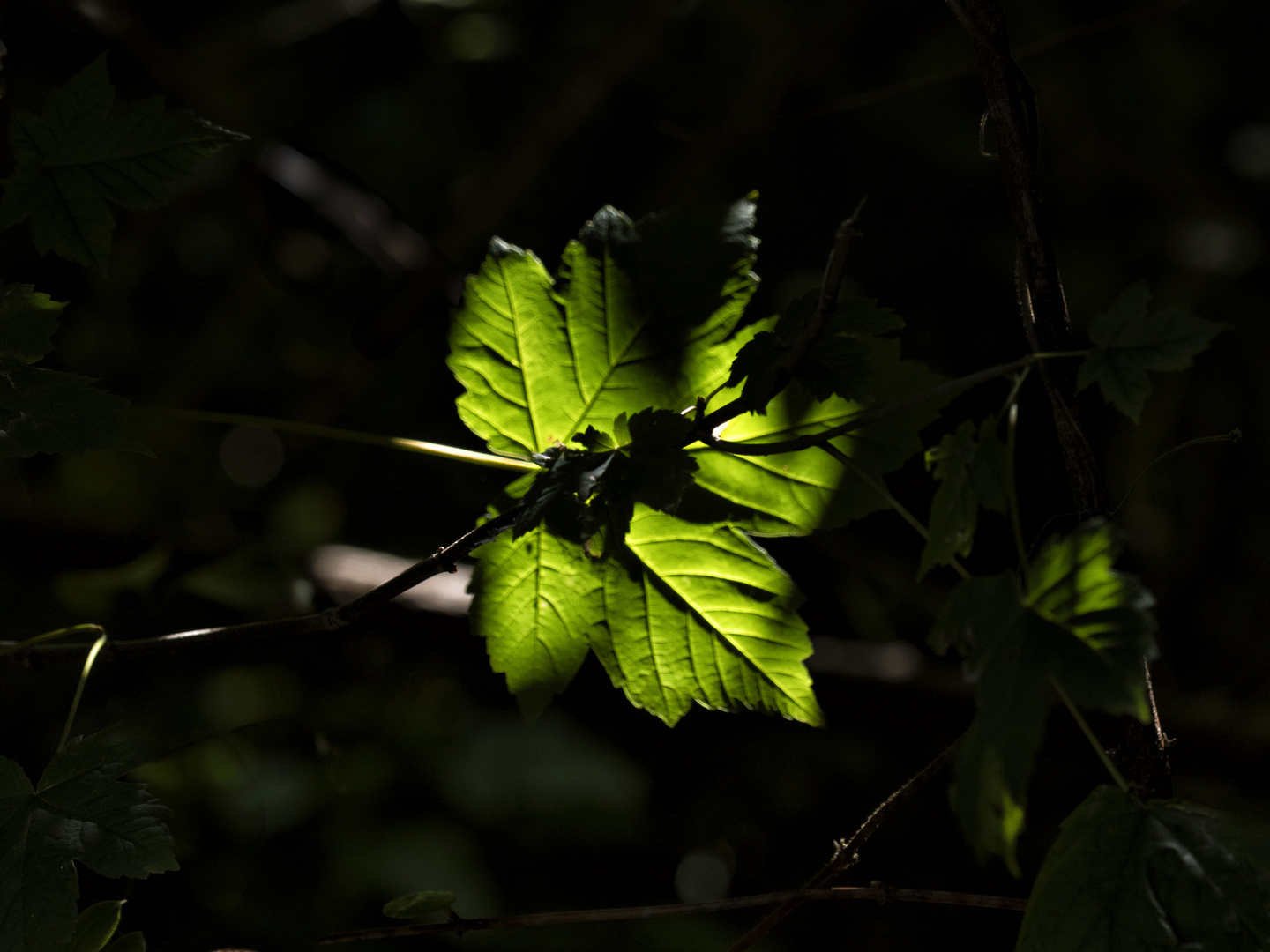 Luce