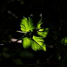 Luce